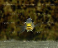 /album/fotogaleria-xenotilapia-bathyphilus-kekese-/a2-7-jpg/